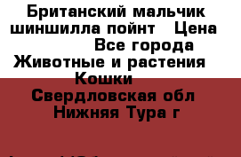 Британский мальчик шиншилла-пойнт › Цена ­ 5 000 - Все города Животные и растения » Кошки   . Свердловская обл.,Нижняя Тура г.